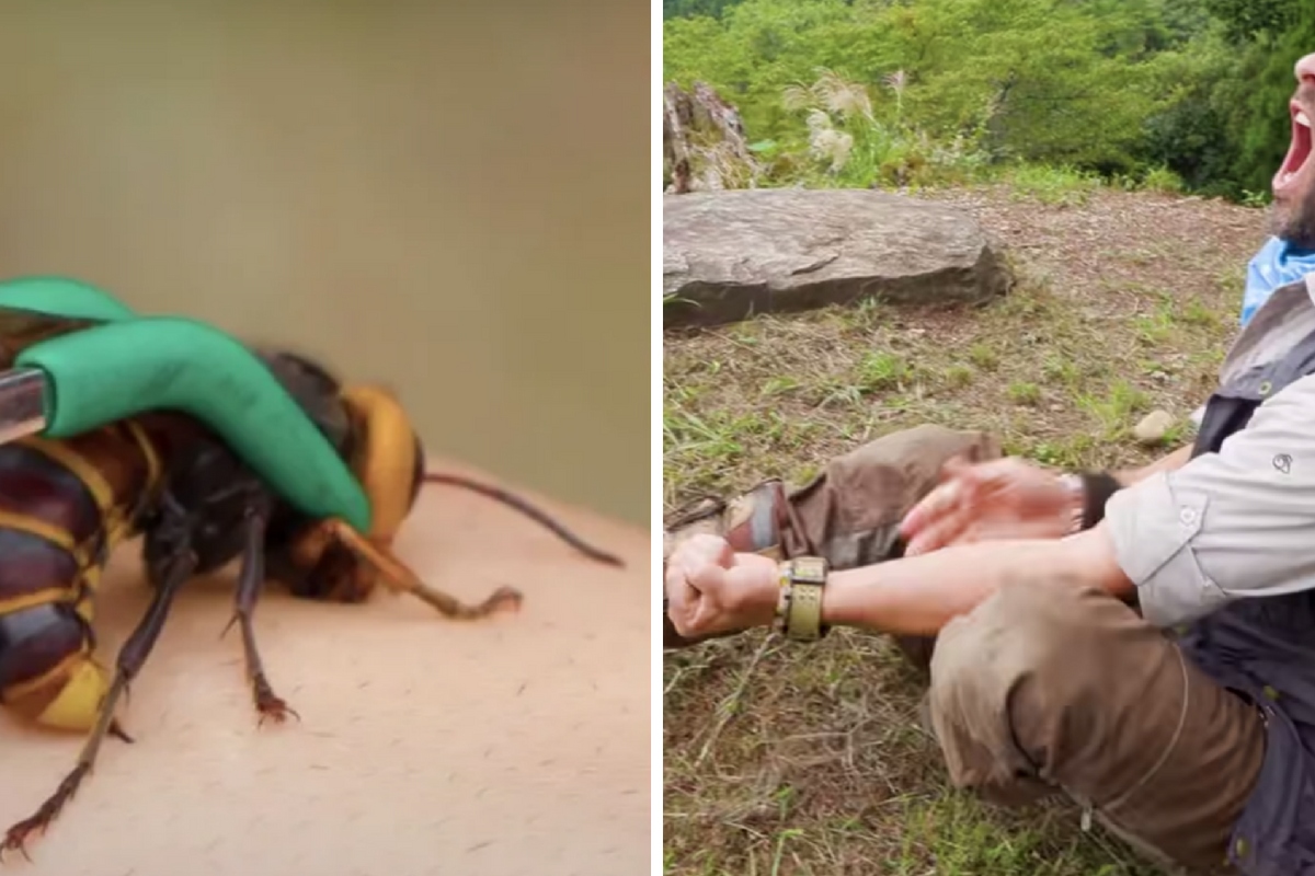 Wondering what a 'murder hornet' sting feels like? Coyote Peterson will show you.