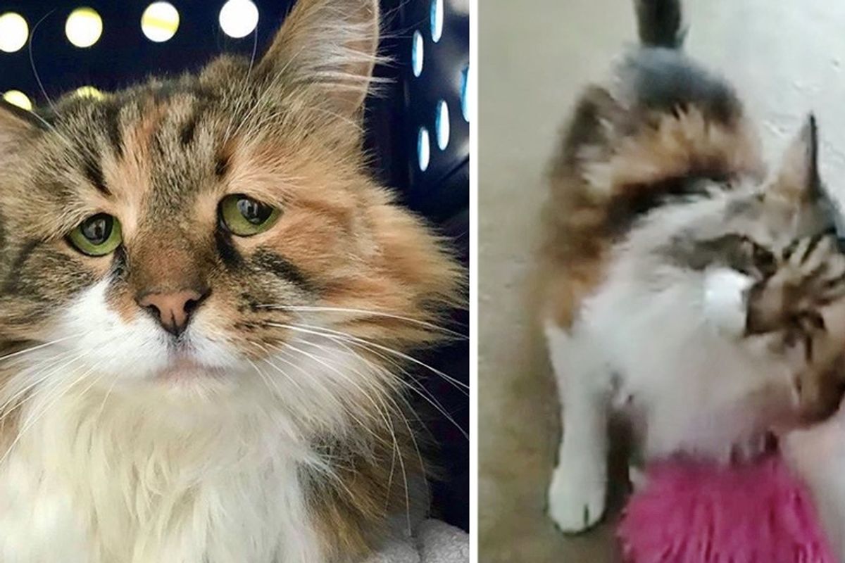 Shy Cat Finds Happiness When She Has Her Dream Come True