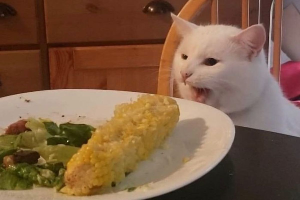 Il gatto bianco salvato da un rifugio diventato un fenomeno su Internet