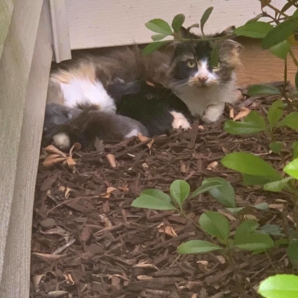 calico, stray, cat, kittens