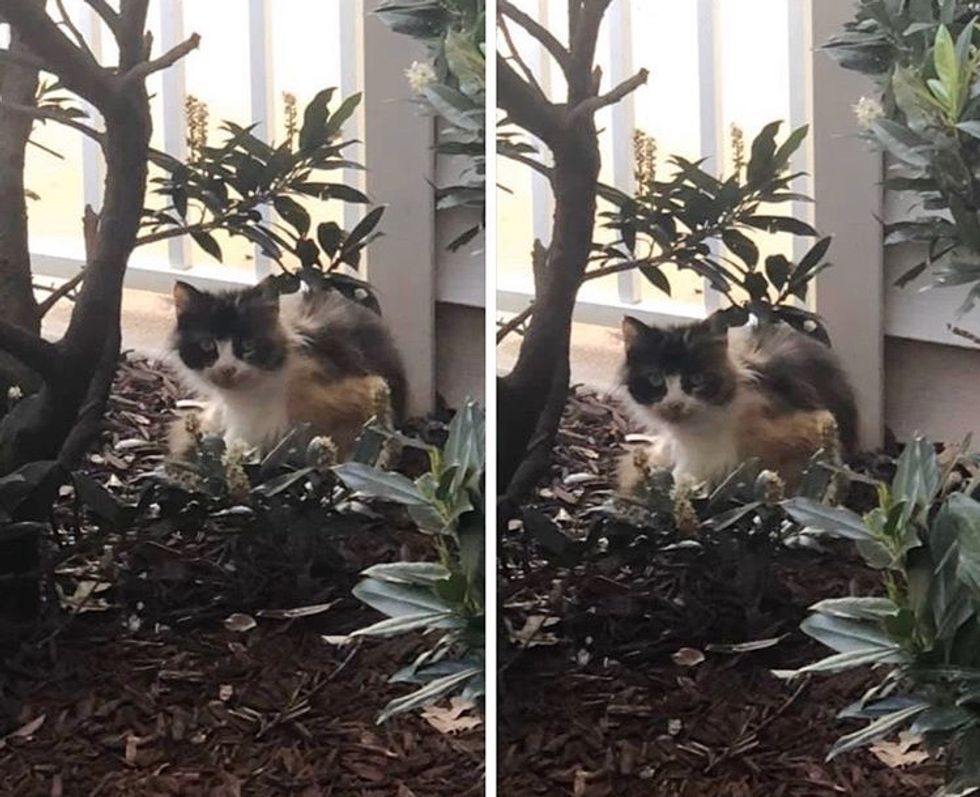 calico, stray, cat