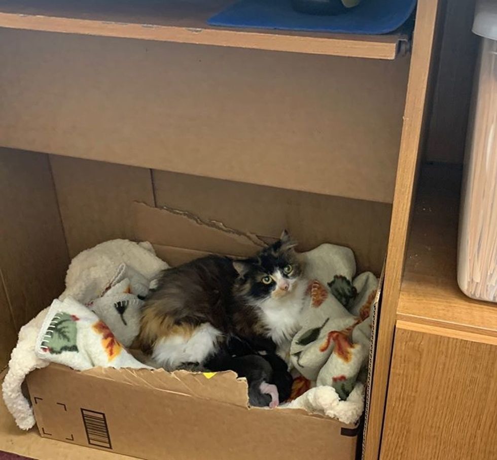 calico, cat, kittens