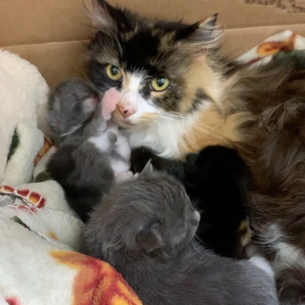 calico, cat, kittens