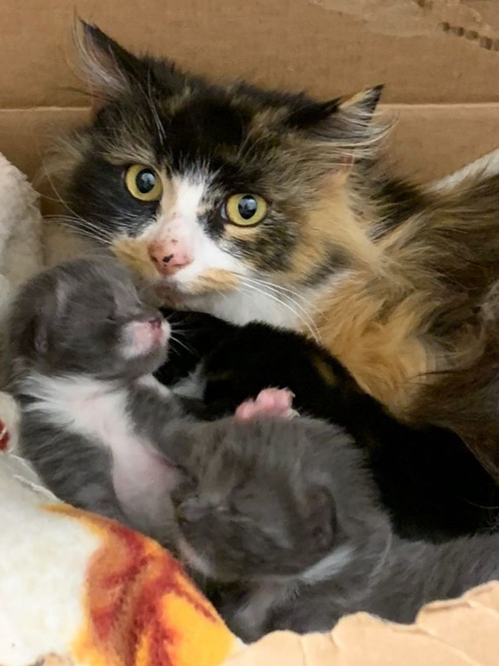 calico, cat, kittens