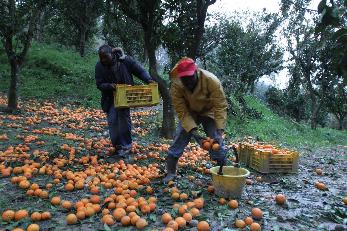 Pure gli agricoltori lo confermano: inutile la sanatoria degli immigrati