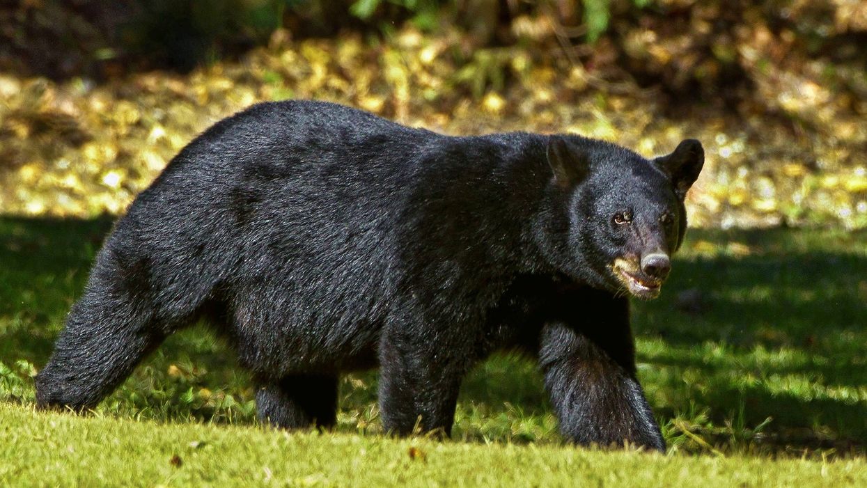 Watch these bears casually eat out of a bird feeder