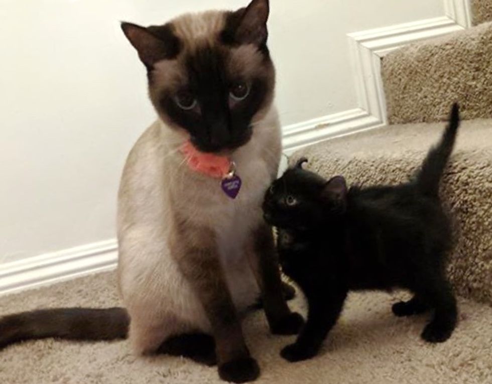 cat, siamese, kitten, curly ears