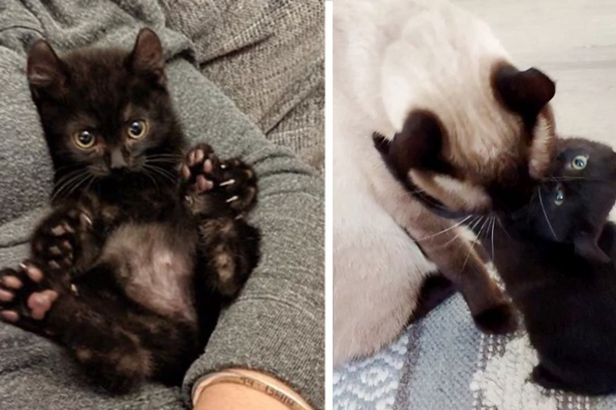 Kitten with Extra Toes Took to Family Cat and Insisted on Being Her Friend