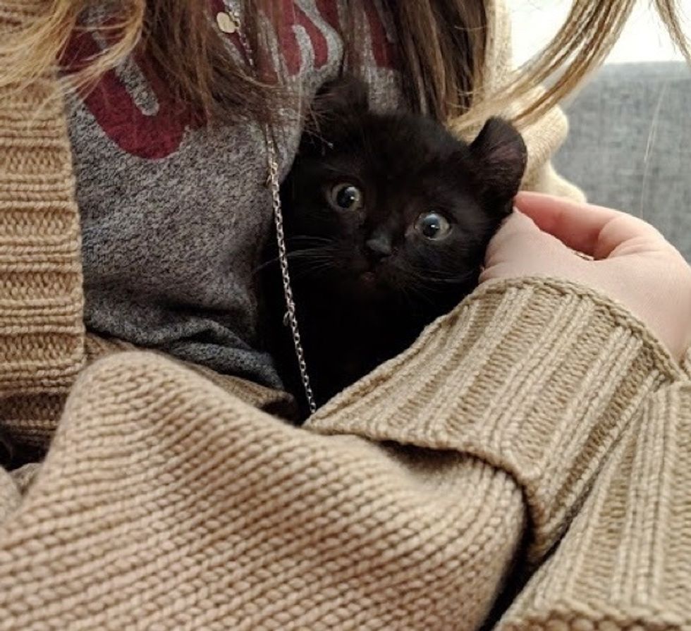 kitten, cute, curly ears