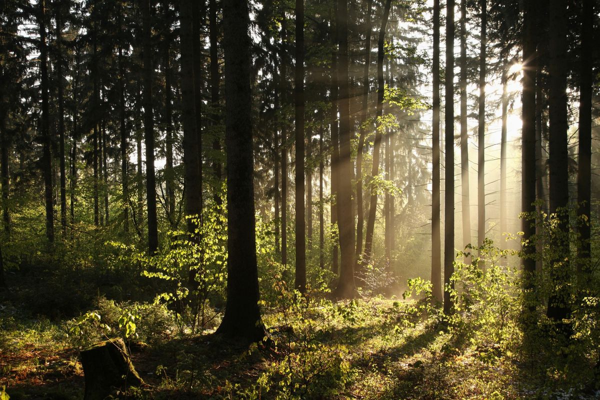 Il bosco insegna a cibarsi con parsimonia