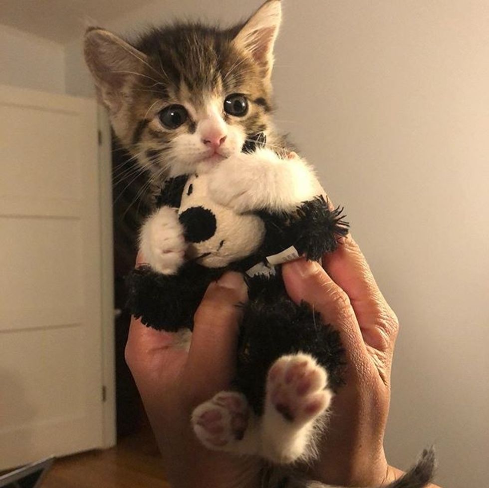 tabby, kitten, hug, toy