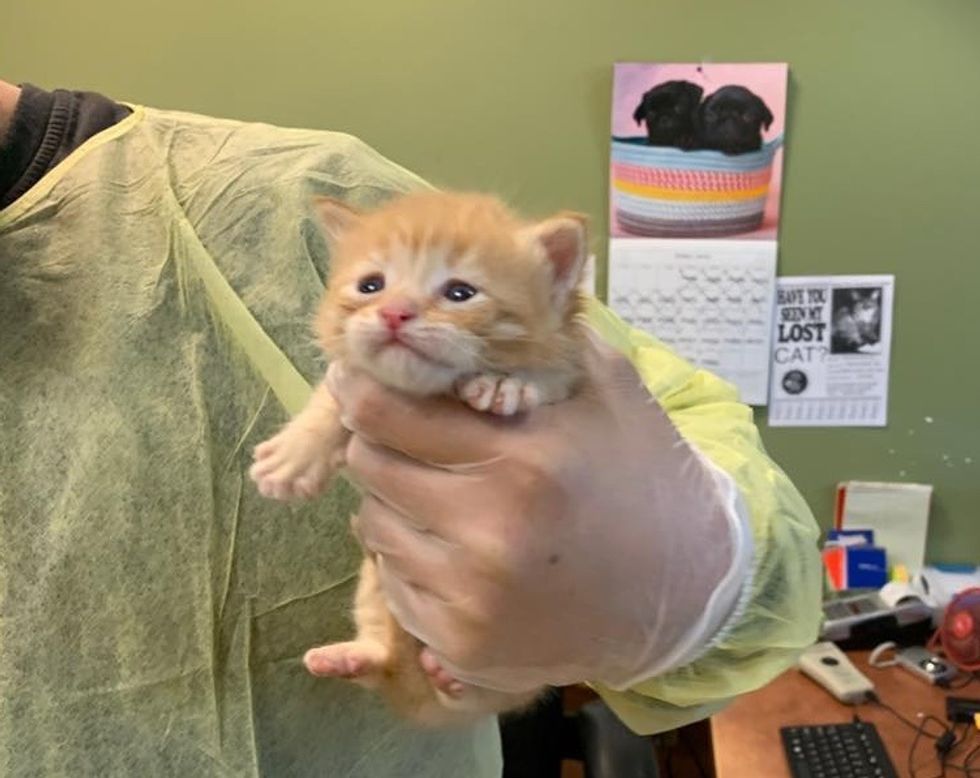 tiny, ginger, kitten, rescue