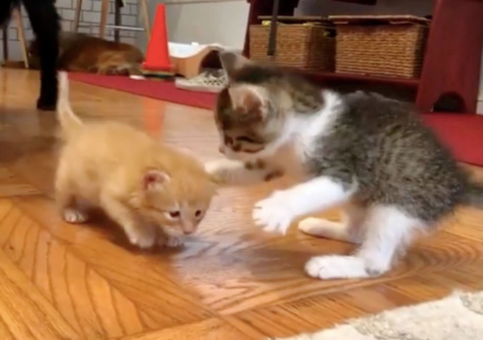 cute, kittens, ginger, tabby