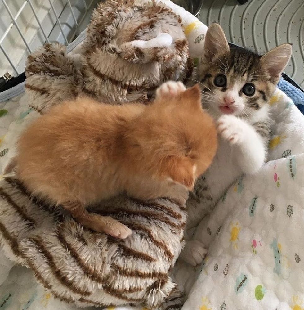 Kitten Finds Perfect Buddy to Cuddle After Being Rescued from Uncertain ...