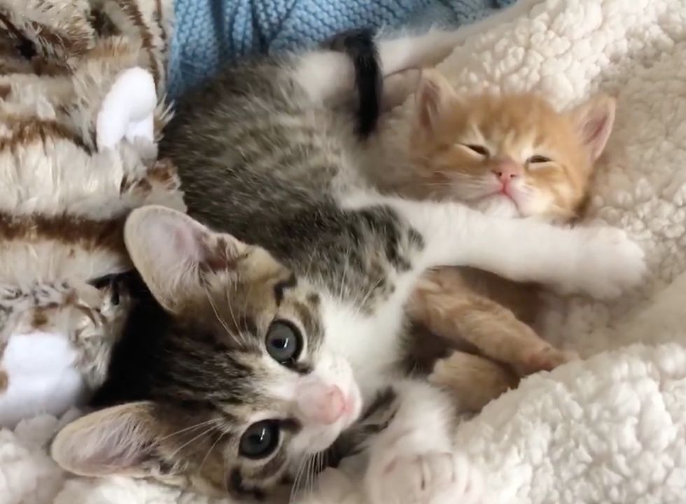 cuddles, kittens, cute, best friends