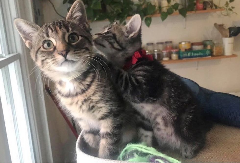 tabby, kittens, best friends