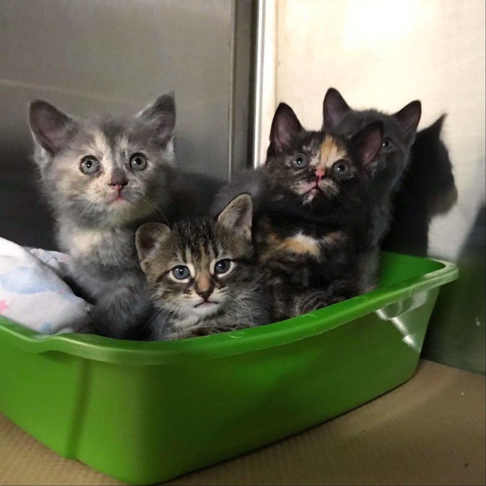 Kitten Befriends Small Tabby Who Looks Like Her, and Decides to Adopt ...