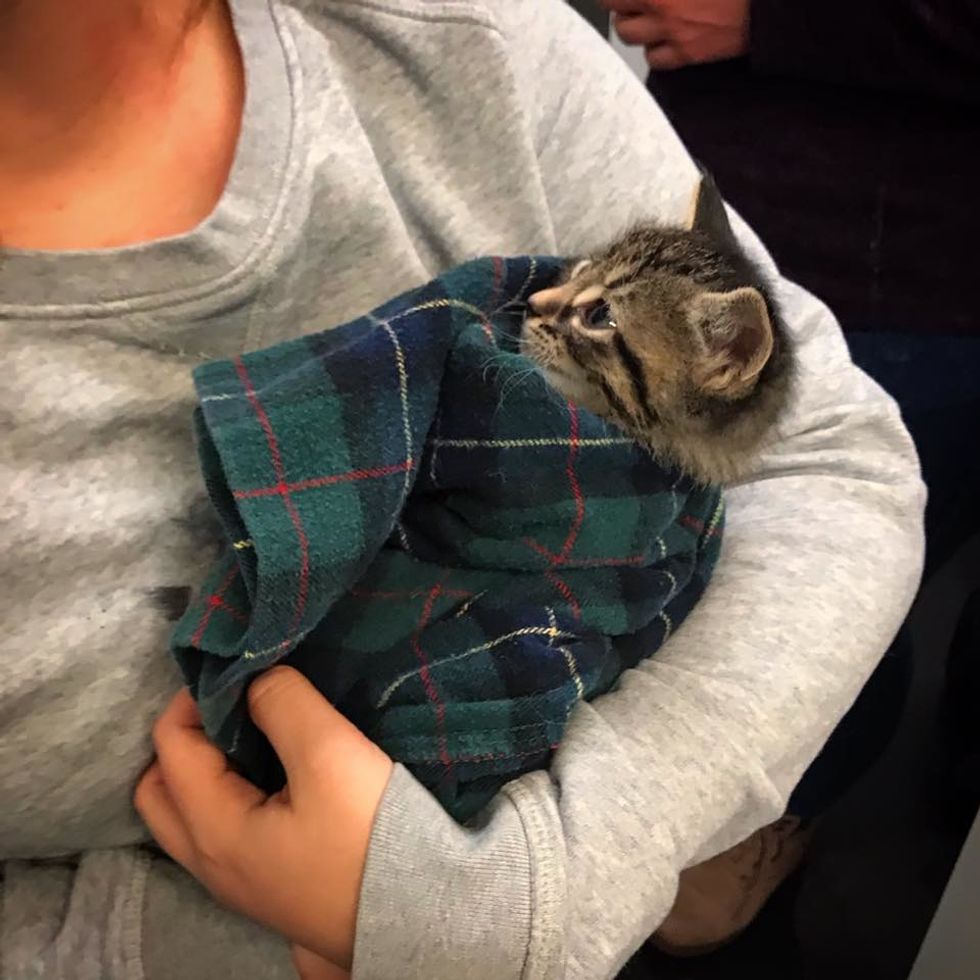 kitten, tabby, cuddle, purrito