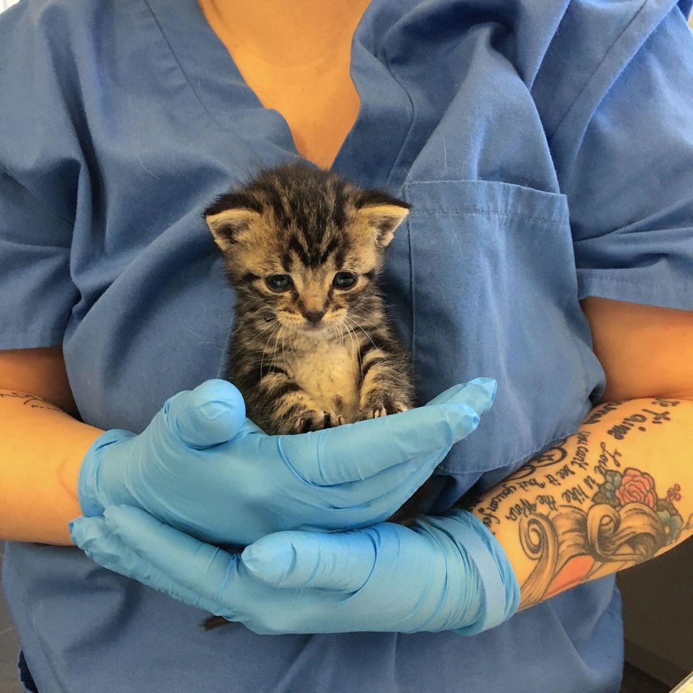 cute, kitten, vet, tiny