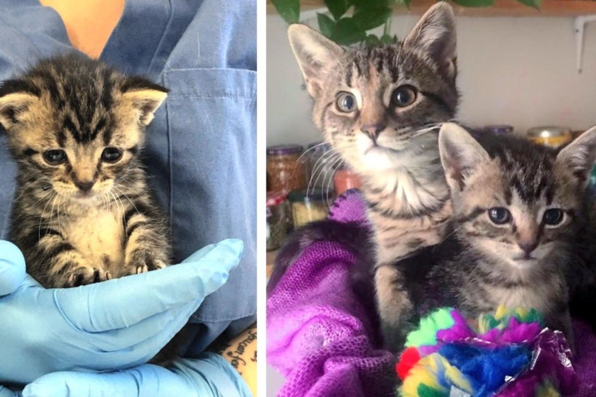 Kitten Befriends Small Tabby Who Looks Like Her, and Decides to Adopt Her