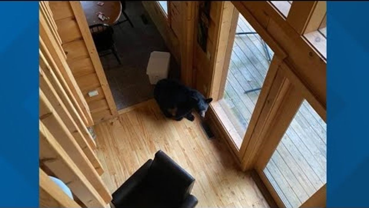 Bears break into tourist's Gatlinburg cabin, steal diet cokes, allergy pills and all their snacks