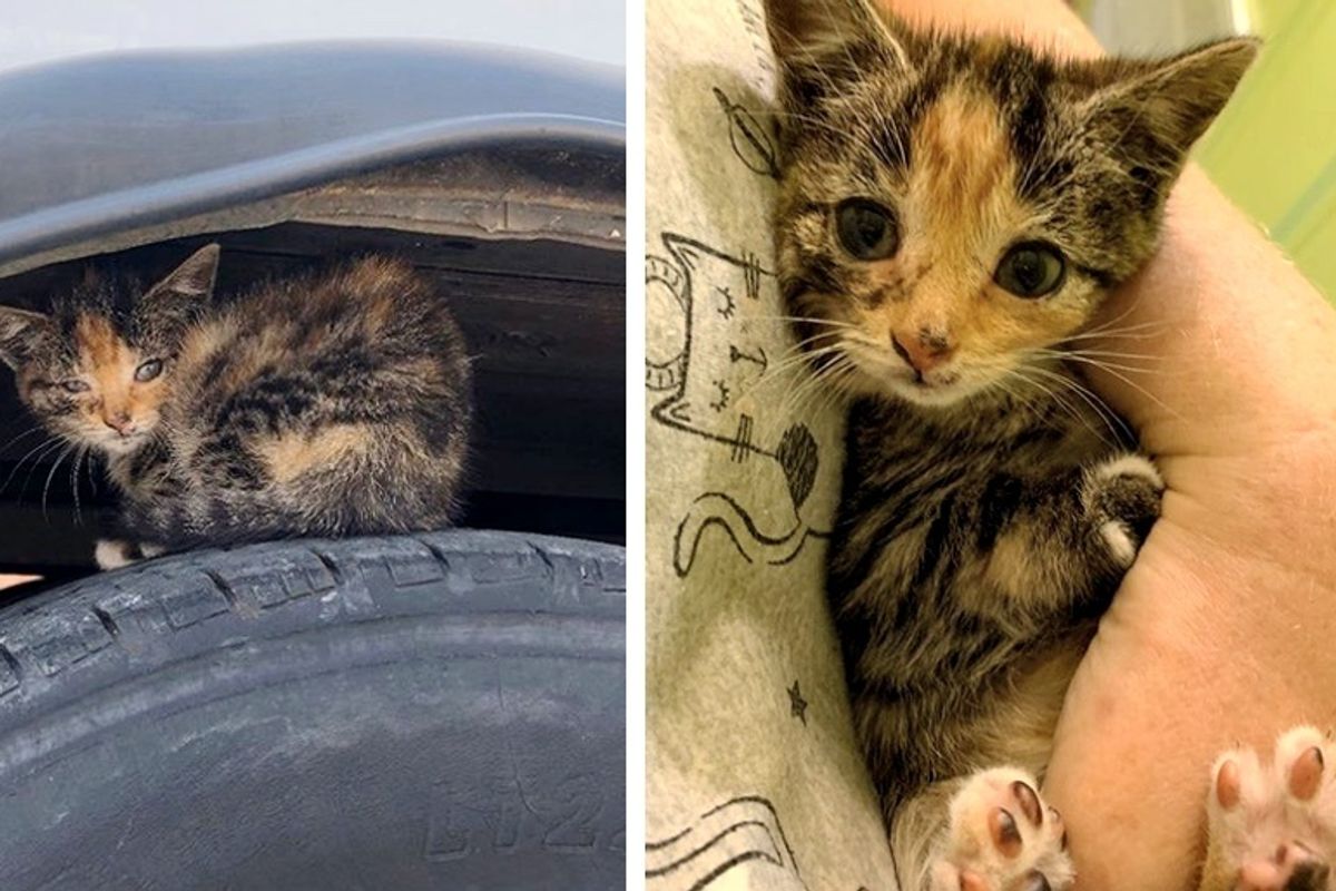 Stray Kitten Found Under Bus Cuddles Rescuer and Won’t Let Go