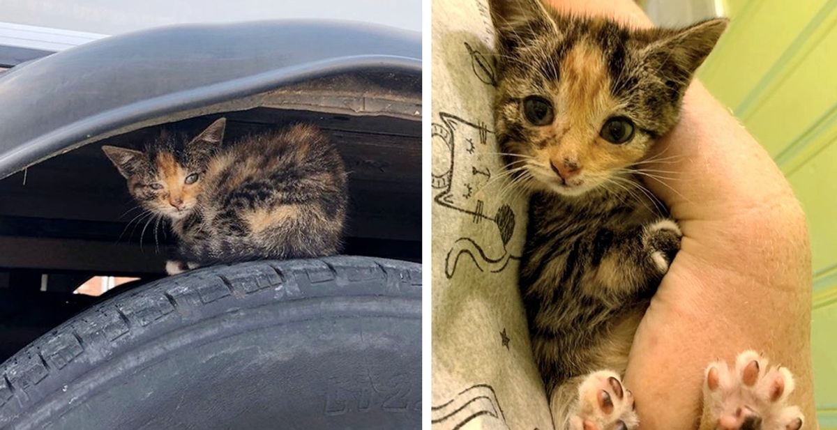 Stray Kitten Found Under Bus Cuddles Rescuer and Won’t Let Go