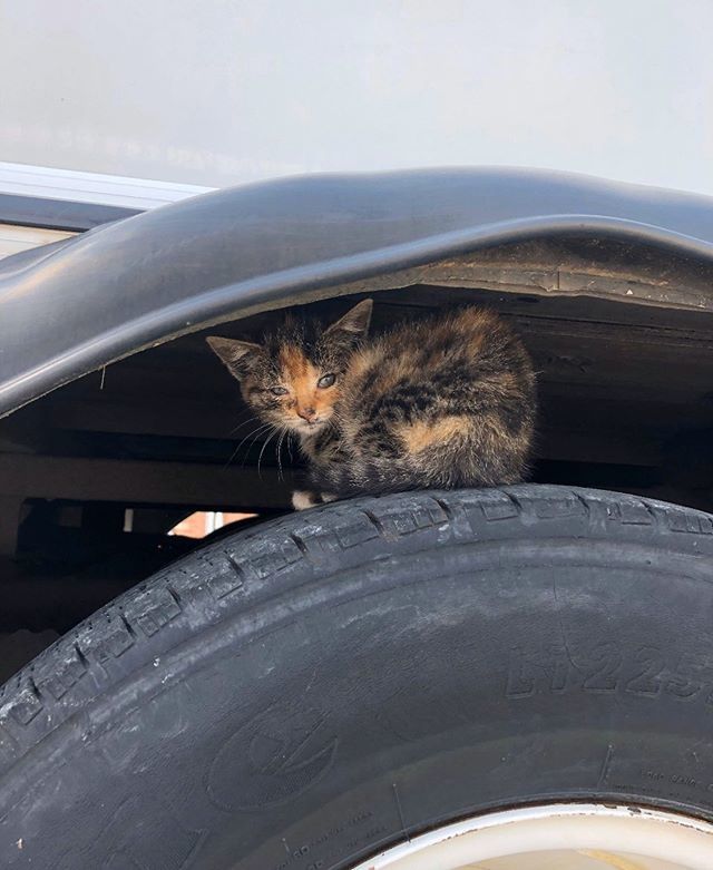 calico, kitten, stray, bus