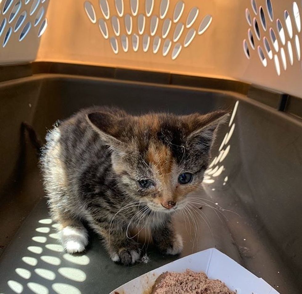 calico, stray, kitten, rescue