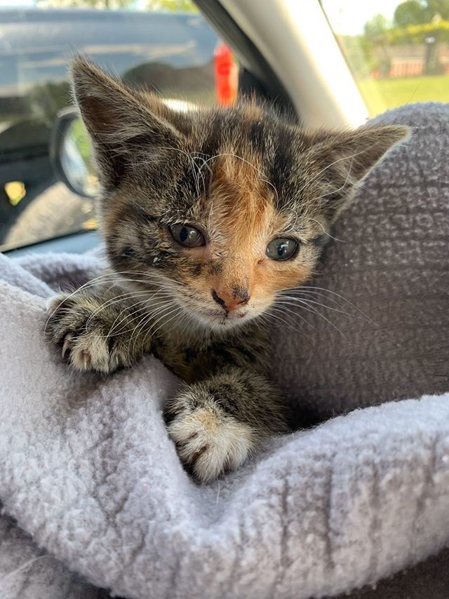 cute, kitten, calico, cuddle