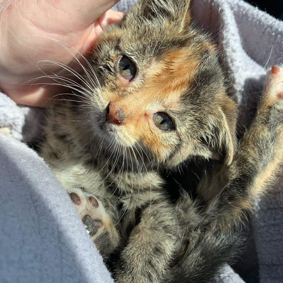 cute, kitten, calico, cuddle