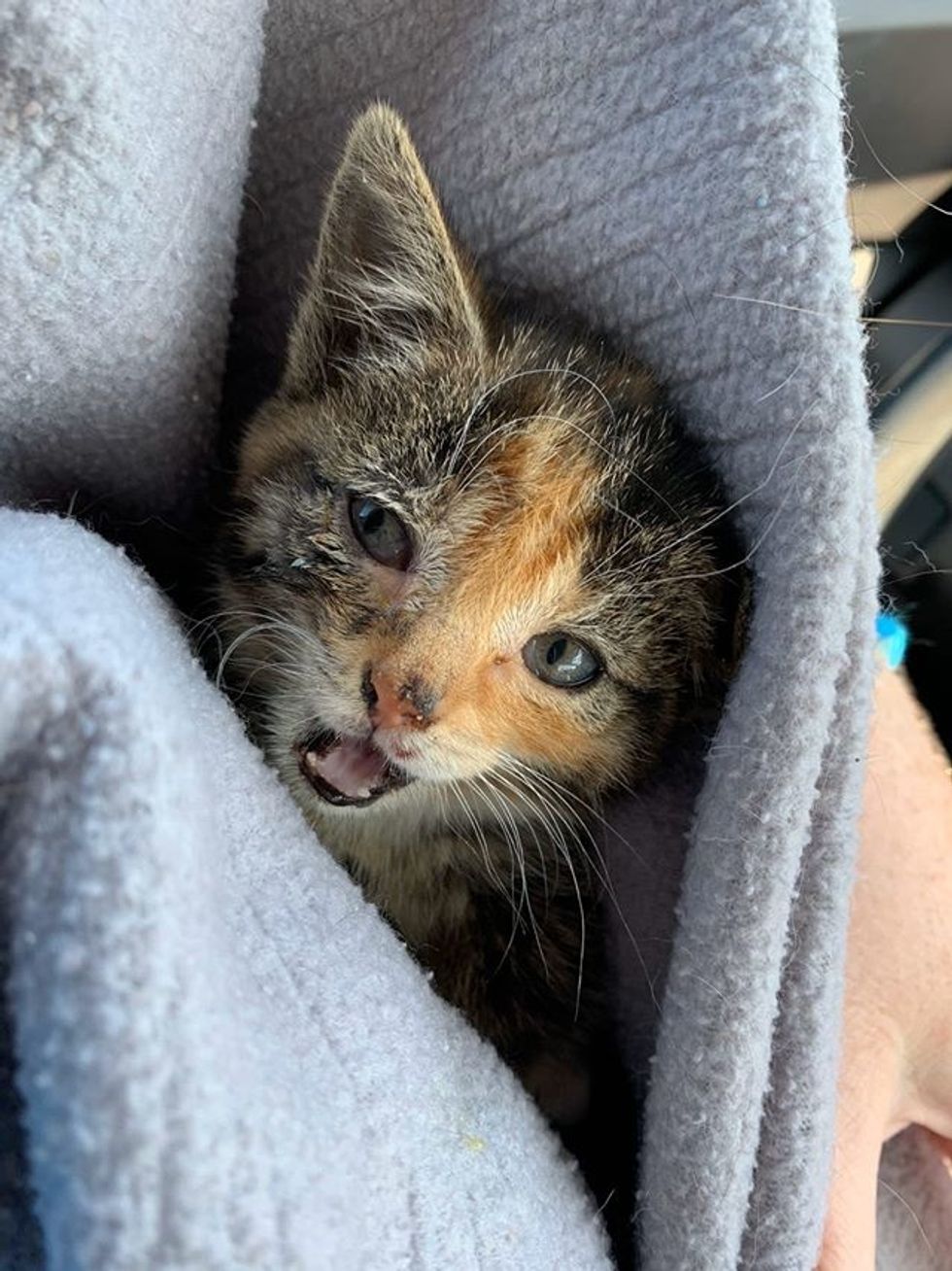 cute, kitten, calico, cuddle