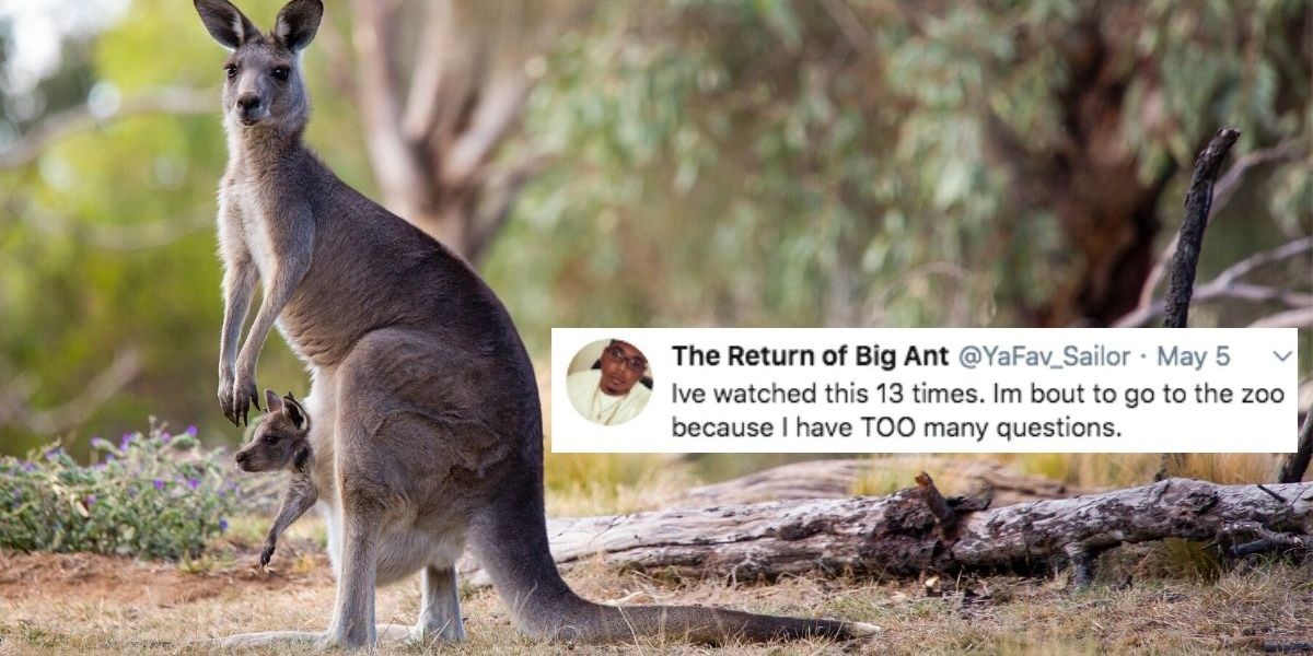 Video Showing What The Inside Of A Kangaroo's Pouch Actually Looks Like