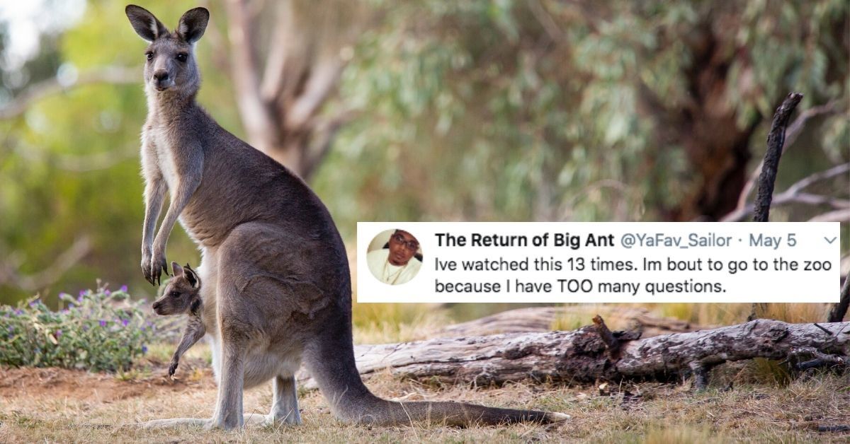 Video Showing What The Inside Of A Kangaroo's Pouch Actually Looks Like Has Twitter Permanently Scarred