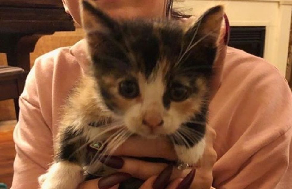 cute, calico, kitten