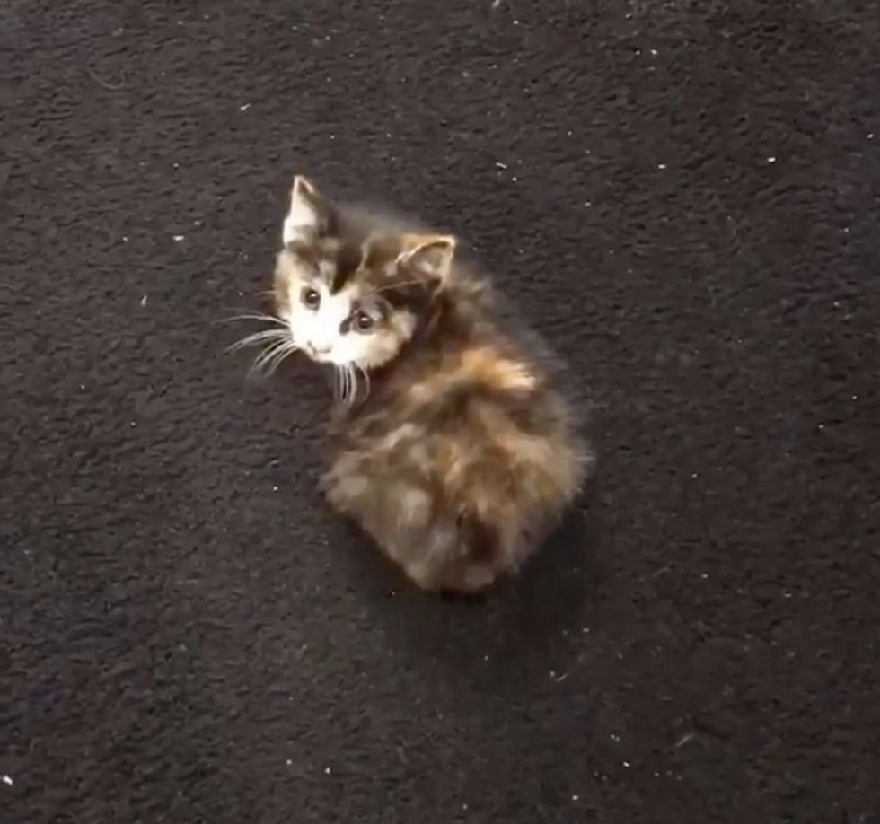 kitten, car wash, stray