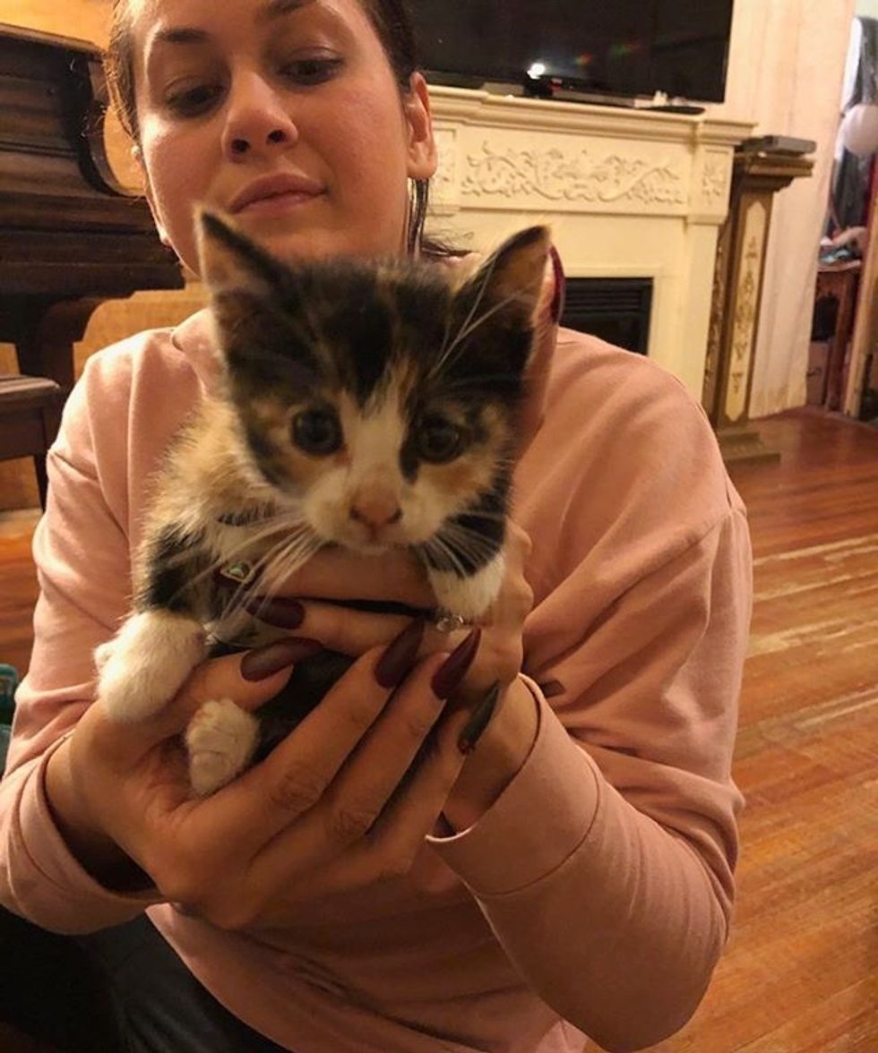 kitten, car wash, stray, calico