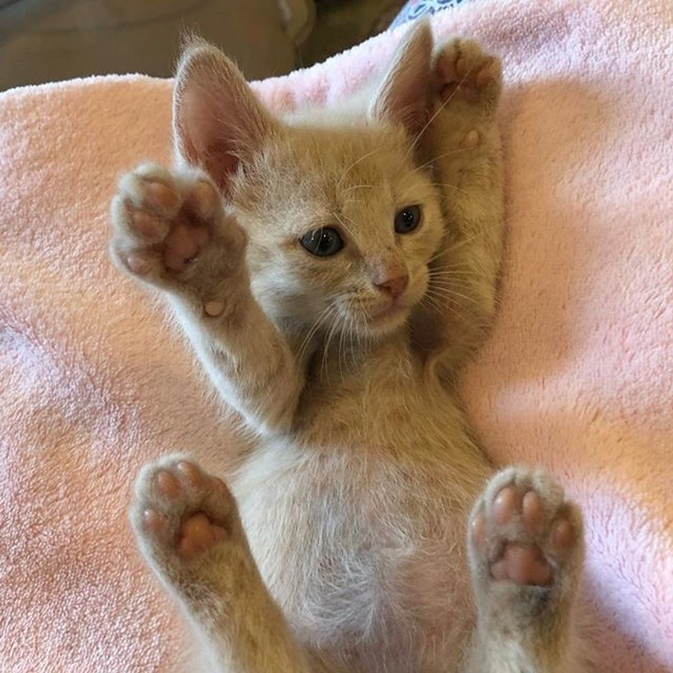 cute, kitten, ginger, paws