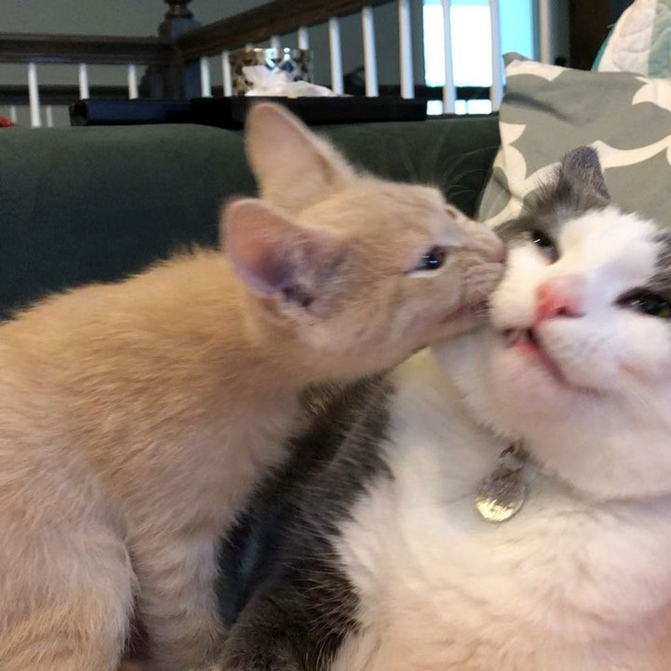 cute, kitten, cat, best friends, kiss