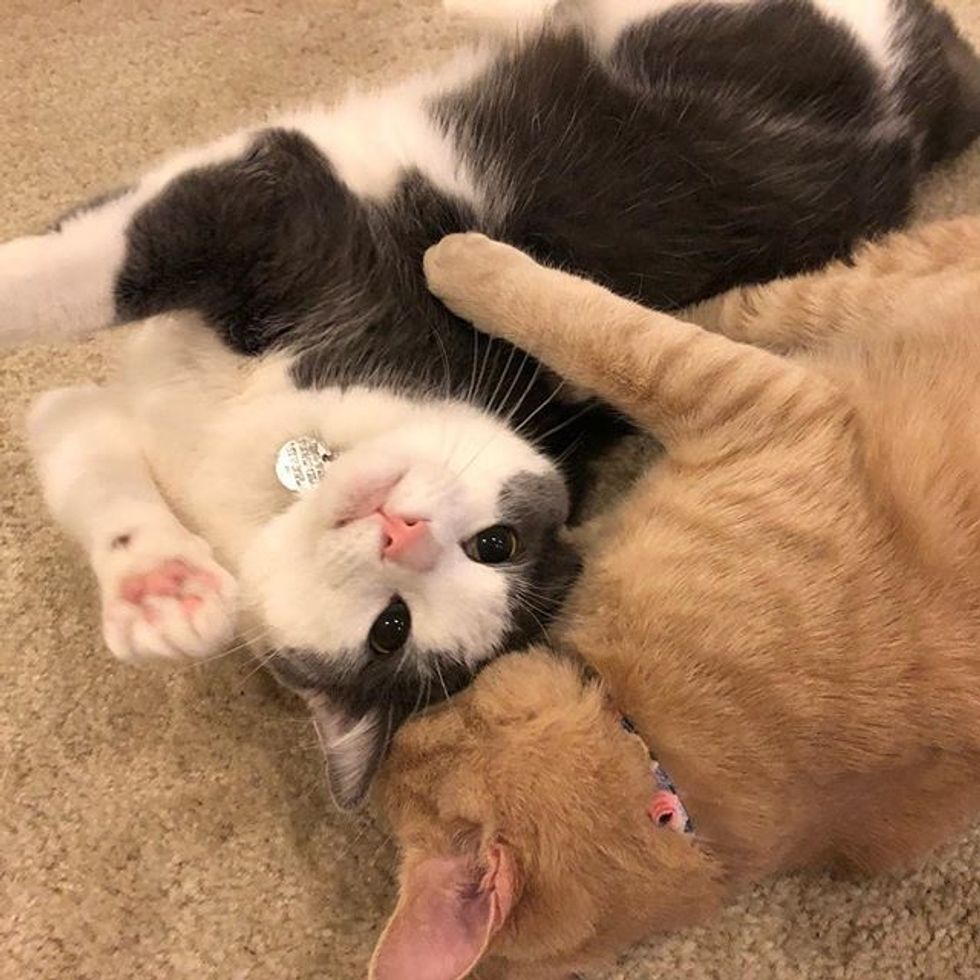 cute, cats, best friends, hug