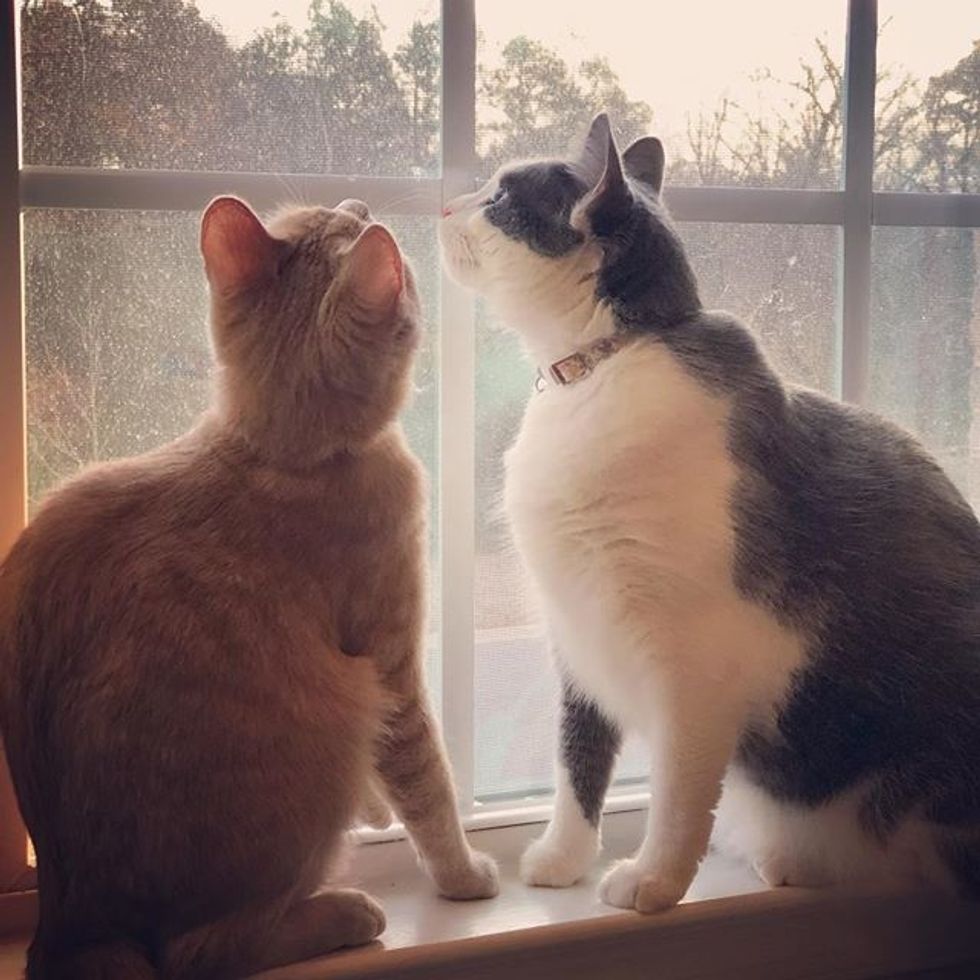 cute, cats, best friends, window, bird tv