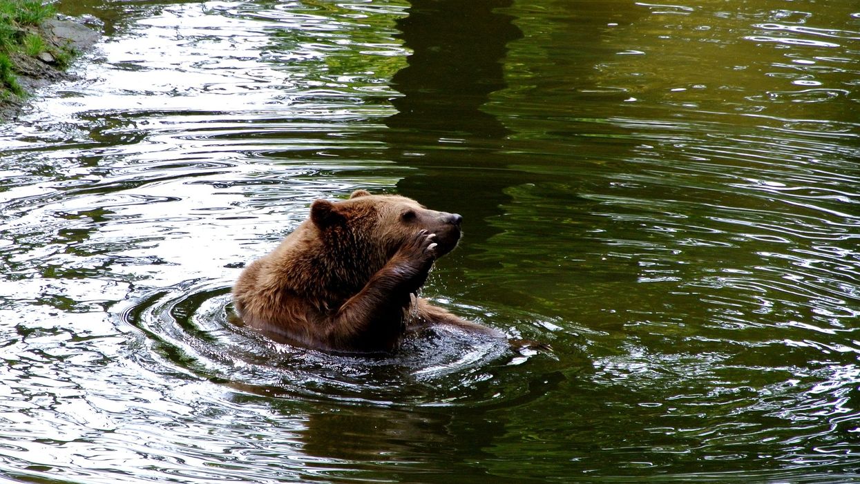A bear spotted swimming near the Outer Banks is par for the course in bear news right now