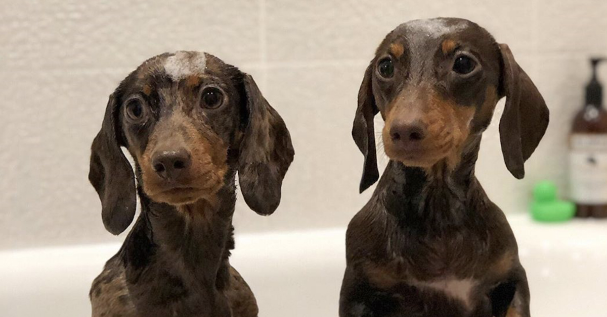 Woman Shells Out Hundreds A Month On Her Pampered Pooches In Quest To Turn Them Into 'Dogfluencers'