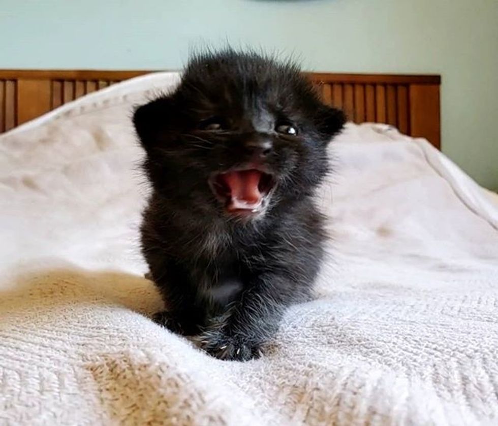 cute, kitten, meow, roar