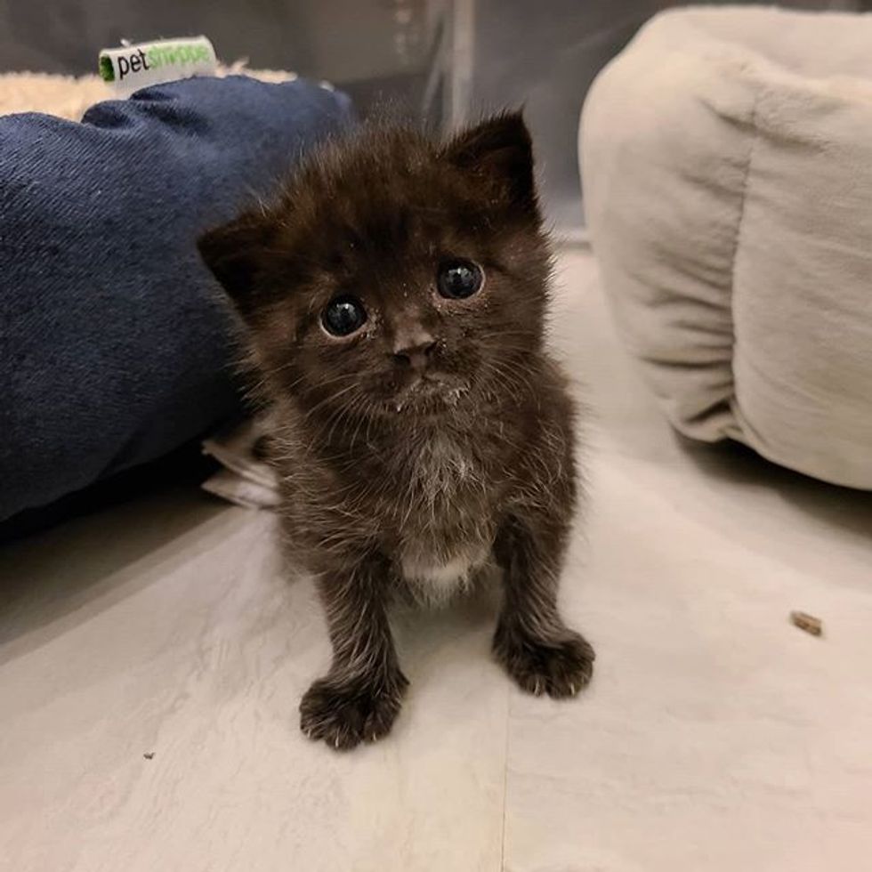 cute, kitten, panther kitty, eyes