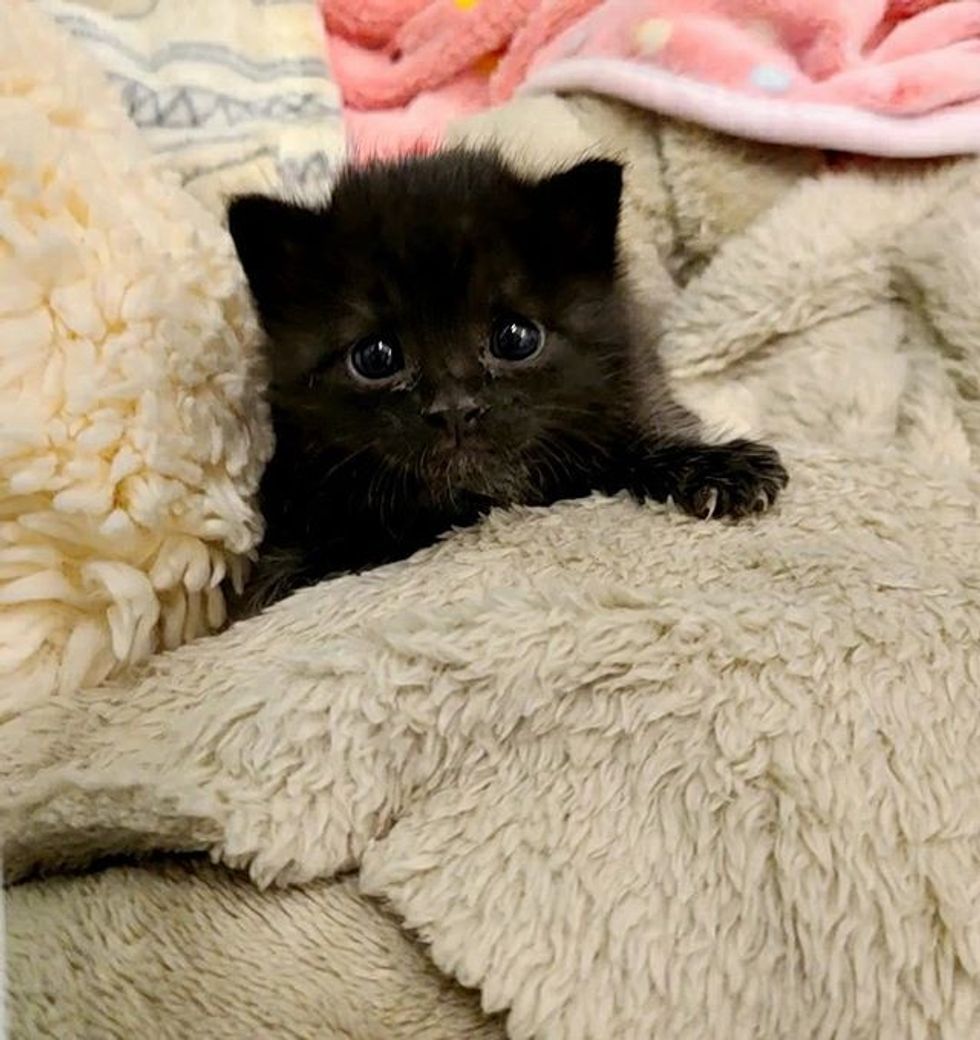 cute, kitten, panther kitty