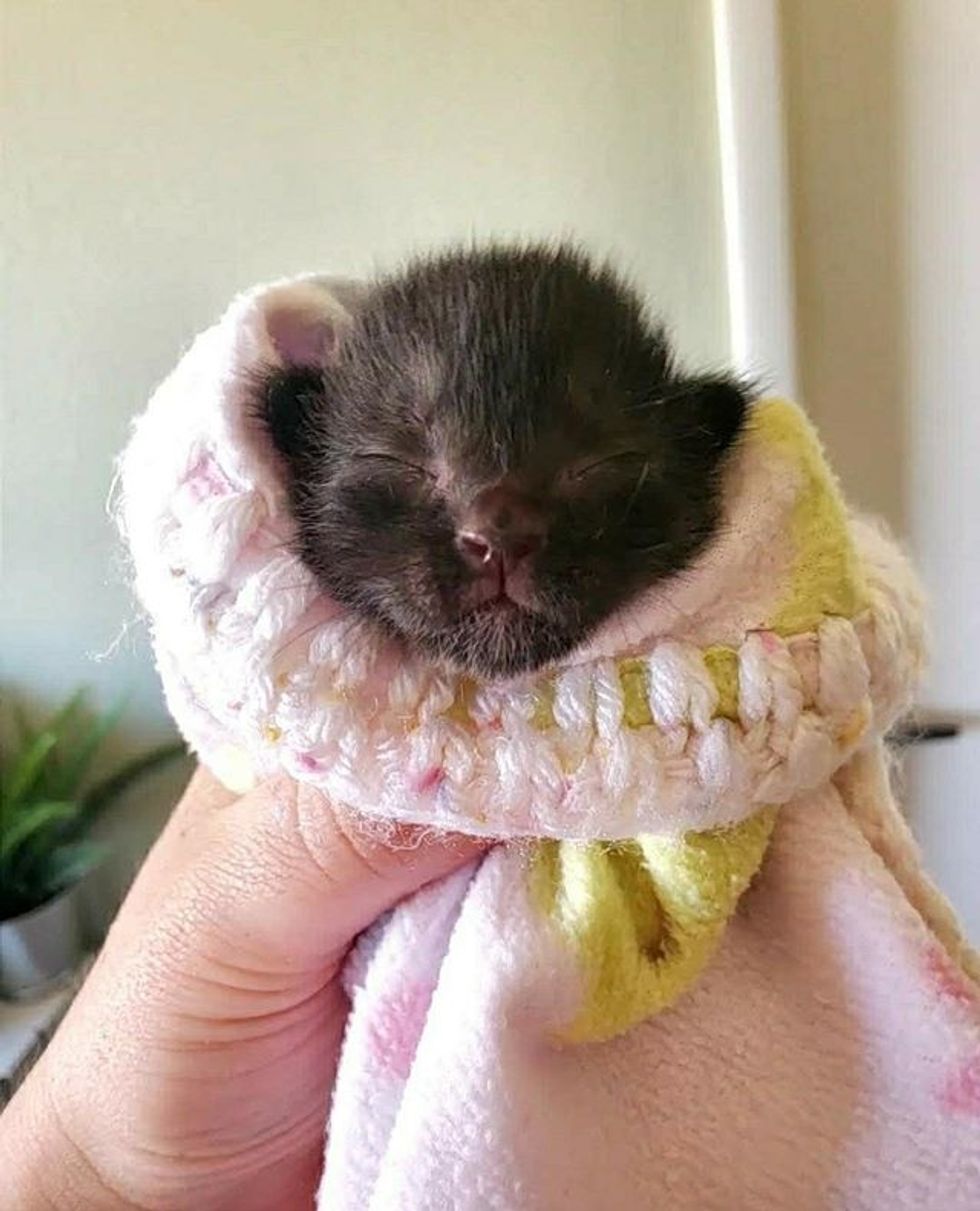 cute, kitten, purrito