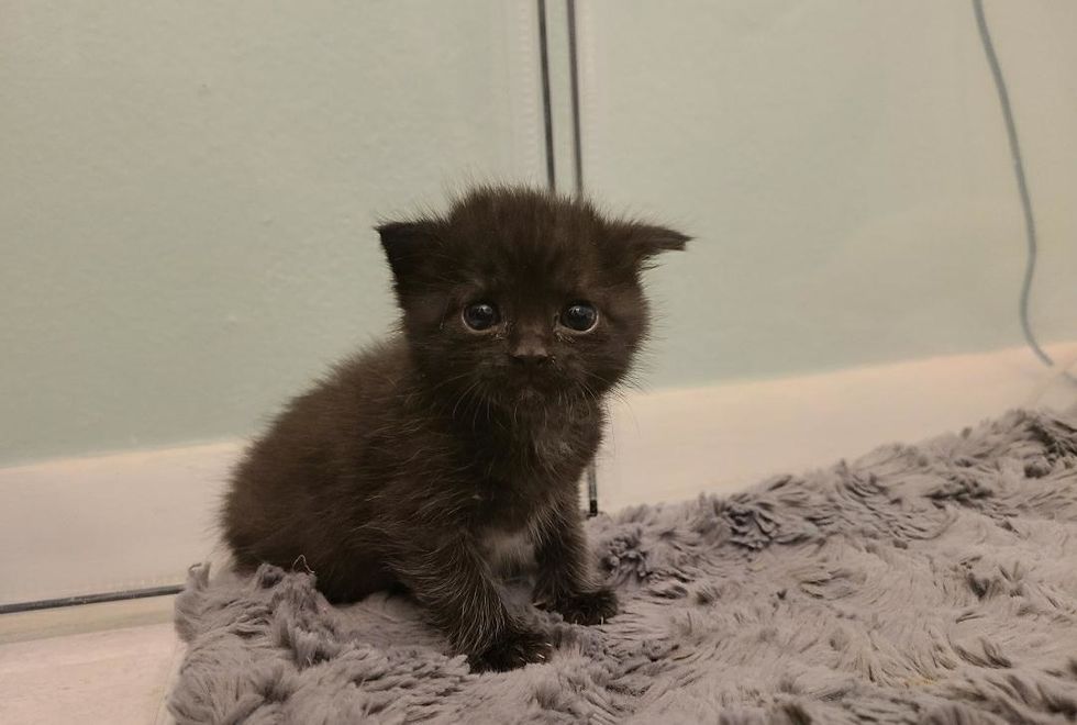 cute, kitten, floppy ear