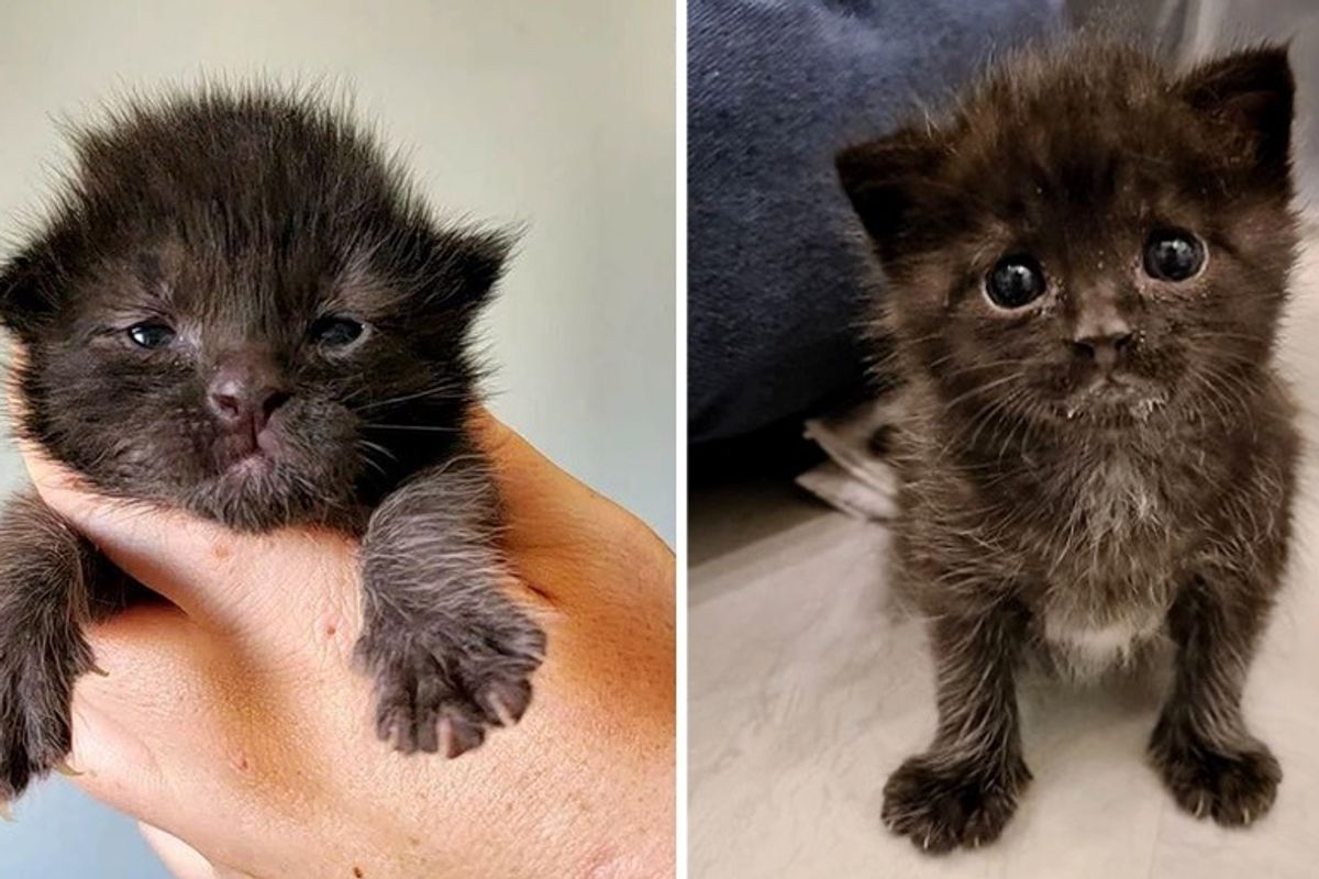 Kitten with Sweetest Face Taken in by Perfect Family After Being Found in a Field