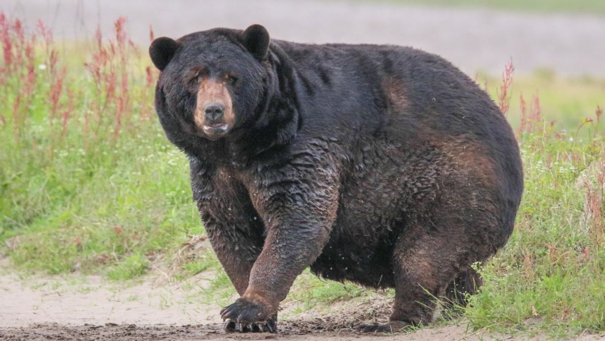 This exceptionally chunky black bear in North Carolina is all of us after quarantine
